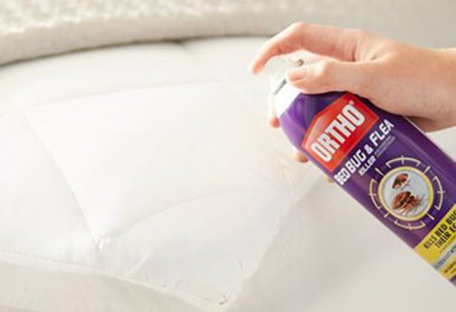 cách xử lý rệp giường